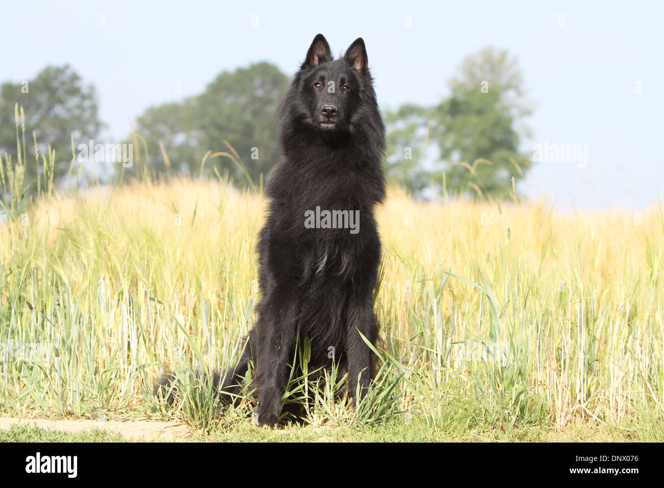 Dog Belgian Shepherd Groenendael / Adult Sitting In A Field Stock Photo ...