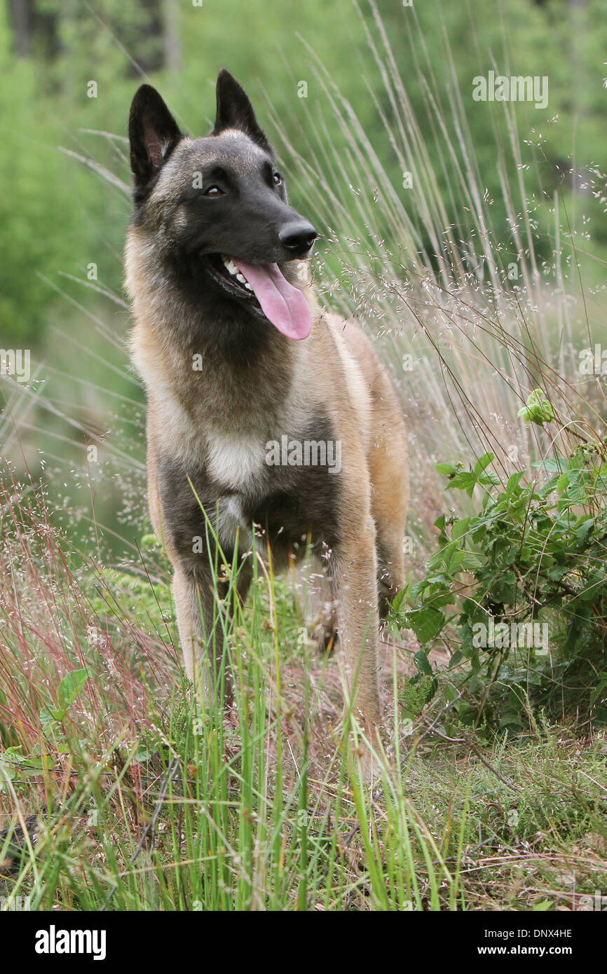 Dog Belgian Shepherd Malinois Adult Standing In A Meadow Stock