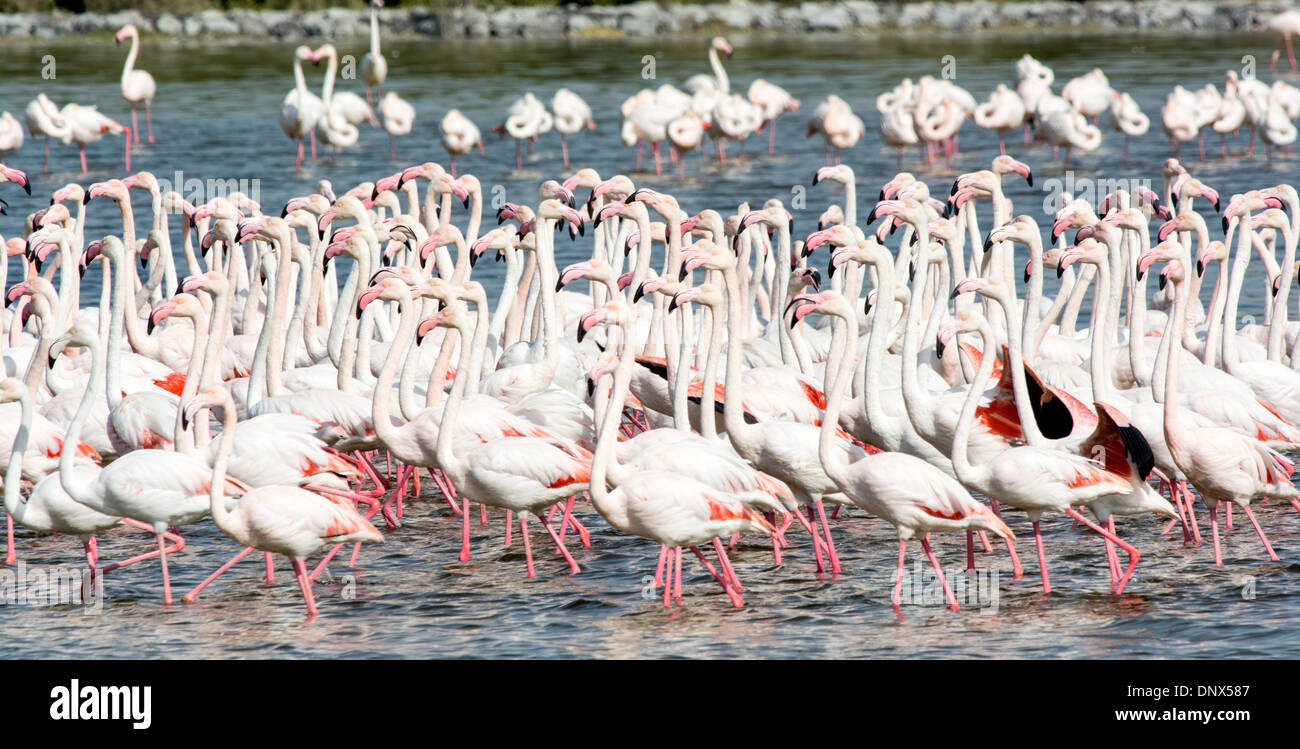 Pink flanmingos at Ras al Khor wildlife bird sanctuary and wetlands in Dubai United Arab Emirates Stock Photo