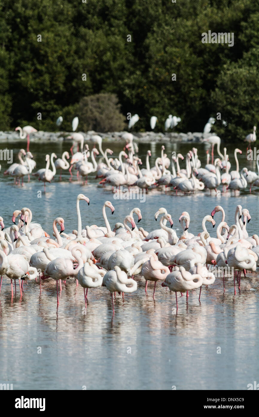 Pink flamingos at Ras al Khor wildlife bird sanctuary and wetlands in Dubai United Arab Emirates Stock Photo