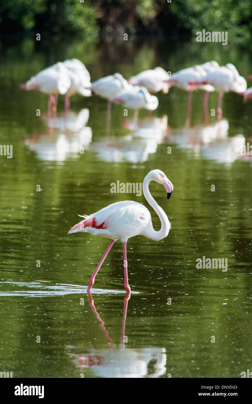 Pink flanmingos at Ras al Khor wildlife bird sanctuary and wetlands in Dubai United Arab Emirates Stock Photo