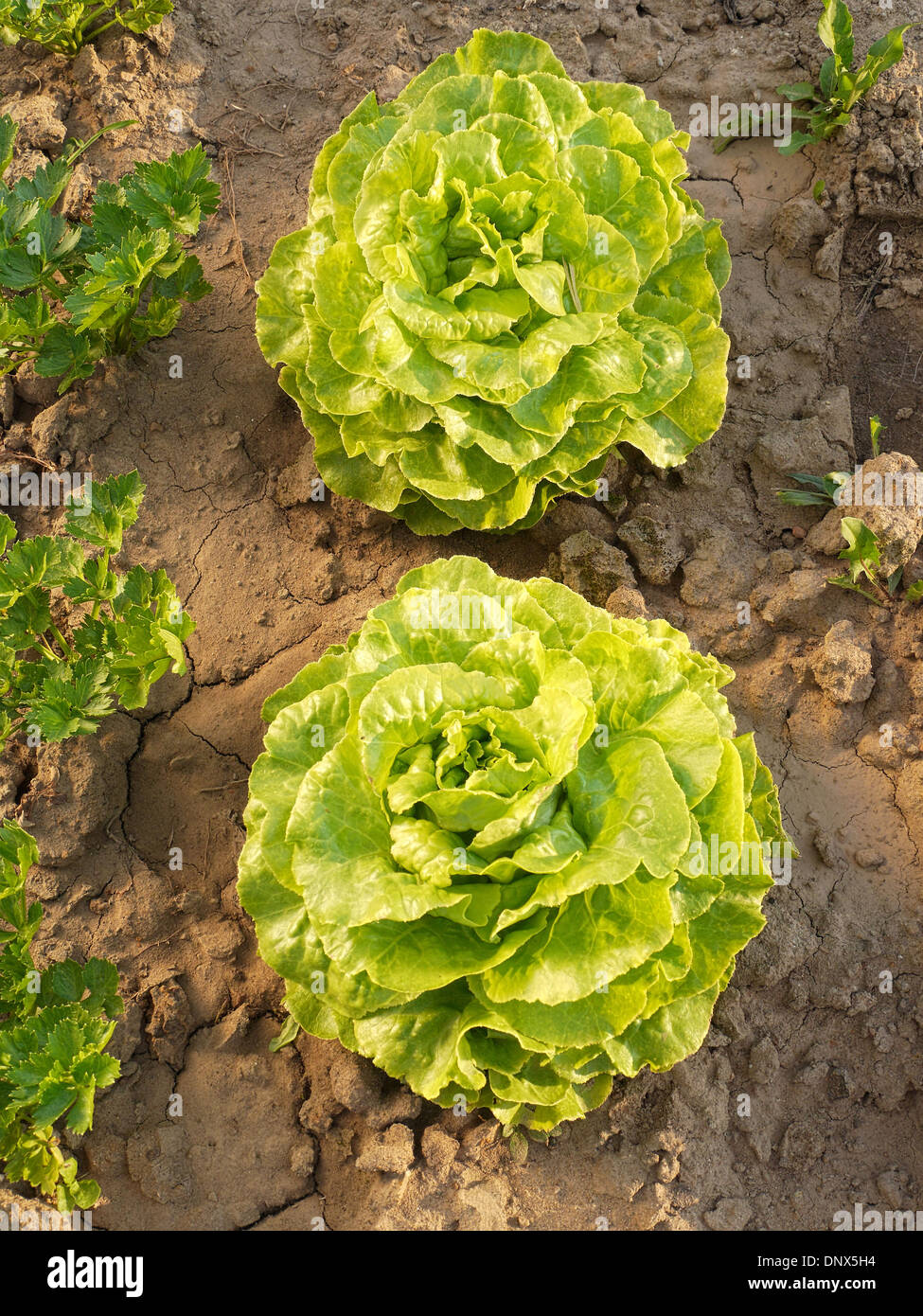 Two green lettuces growing on garden patch Stock Photo