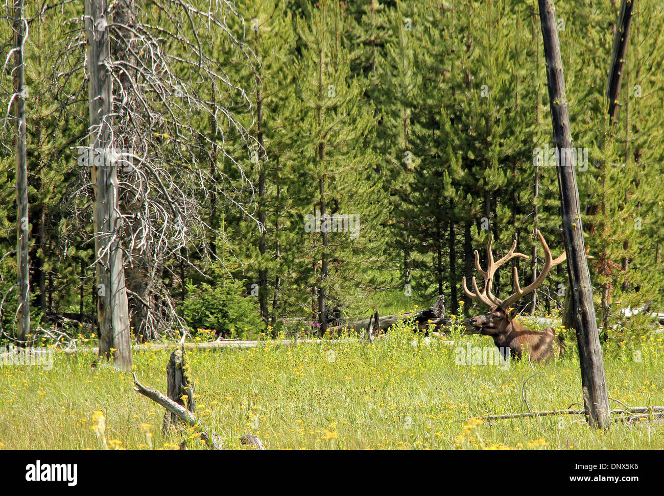 Wapiti (aka Elk, Cervus Canadensis), Yellowstone National Park, Wyoming