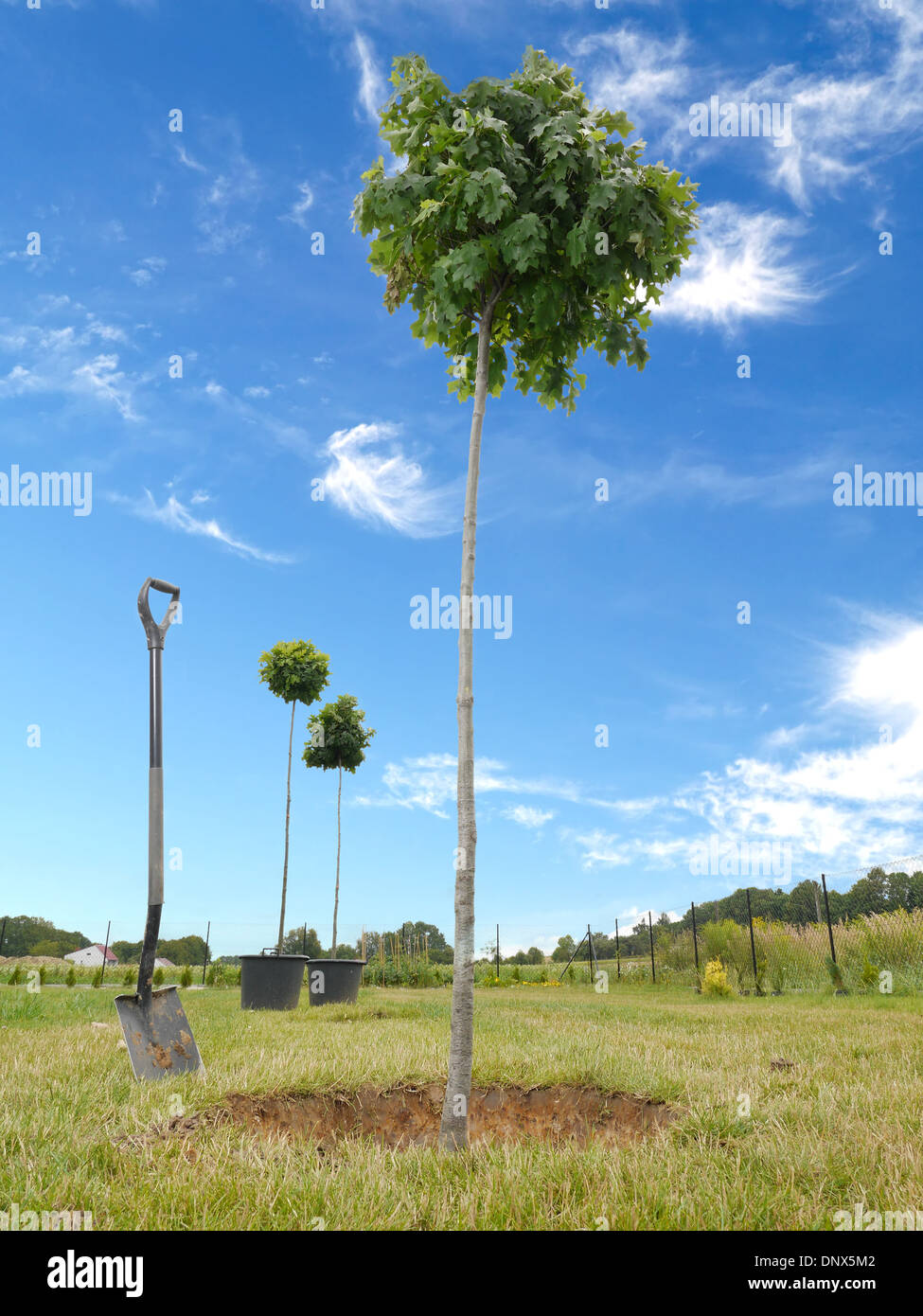 Three oak trees being planted into the ground Stock Photo