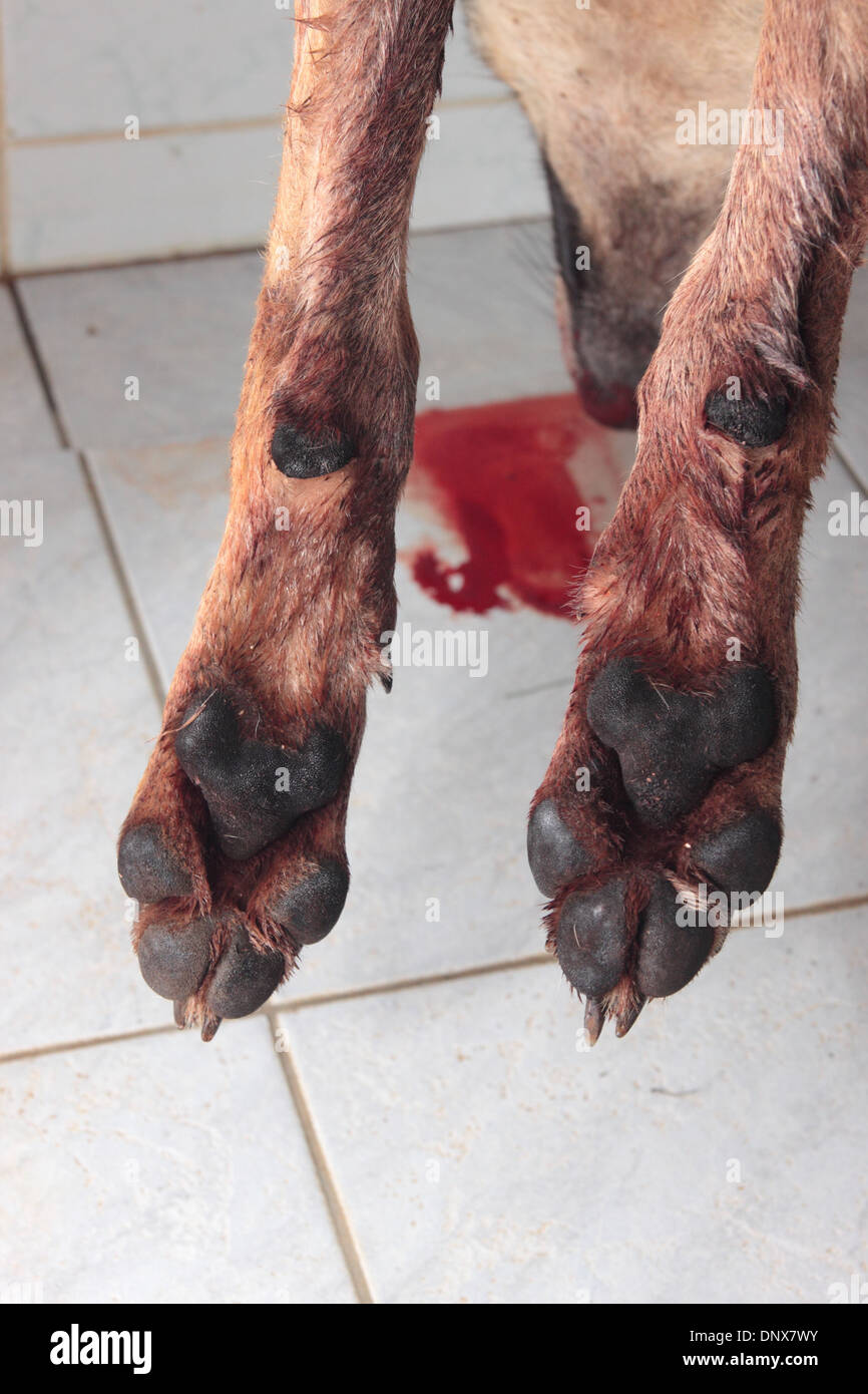 Paws of a shot grey wolf Stock Photo