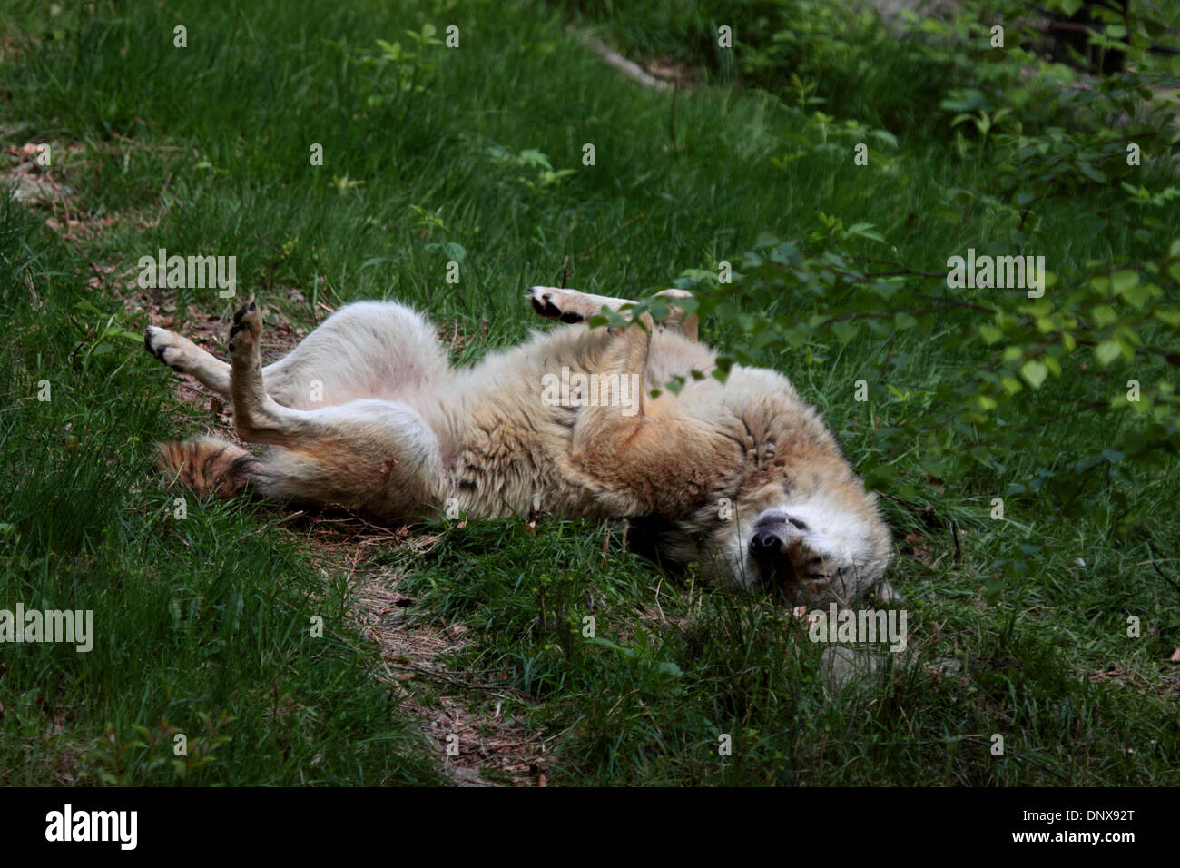 Grey wolf scent rolling Stock Photo - Alamy