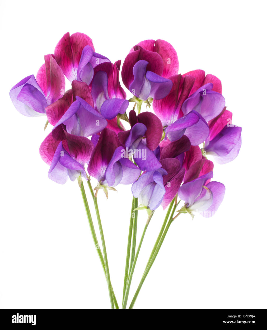 Sweet Pea 'Cupani' flowers arranged in a bunch isolated on white background with shallow depth of field Stock Photo