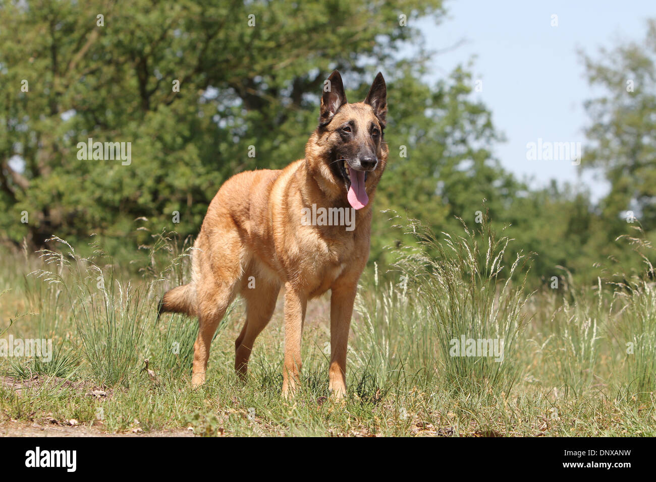 Dog Belgian shepherd Malinois adult standing in a meadow Stock Photo - Alamy