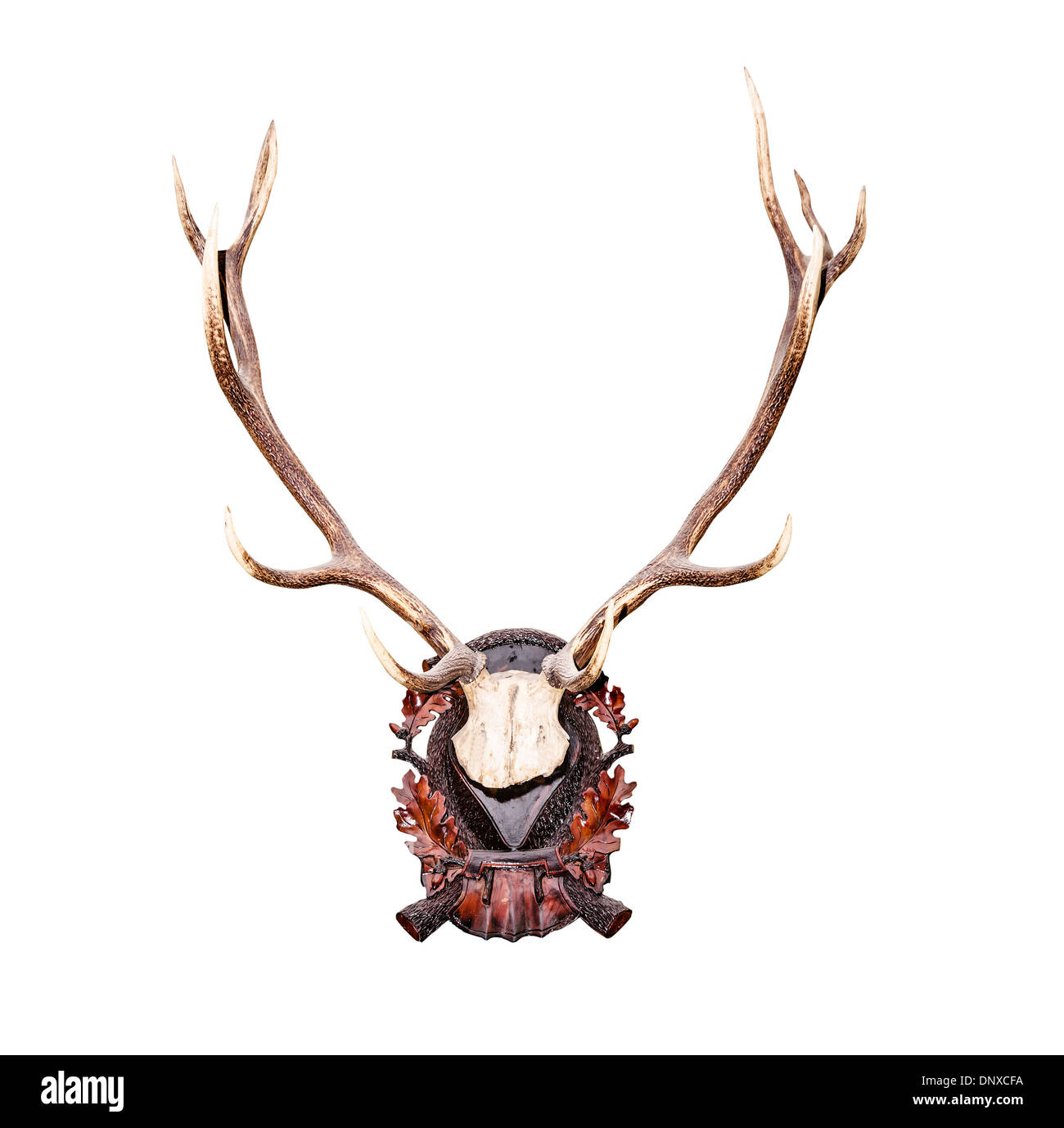 Antlers of a huge stag isolated on white background Stock Photo