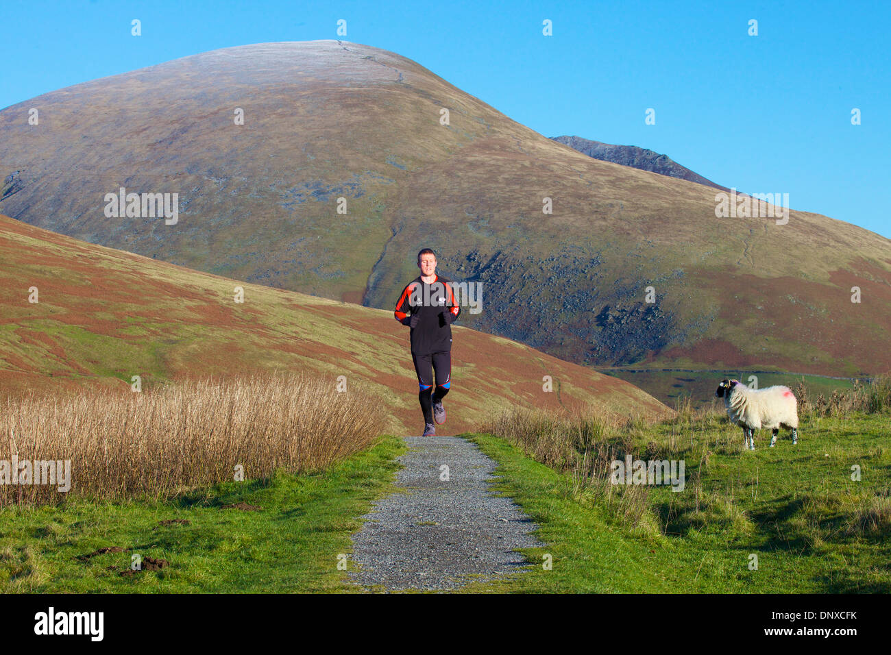 Fell runner on Latrigg with Blease Fell and the foot of Lonscale Fell in background Lake District National Park Cumbria England Stock Photo