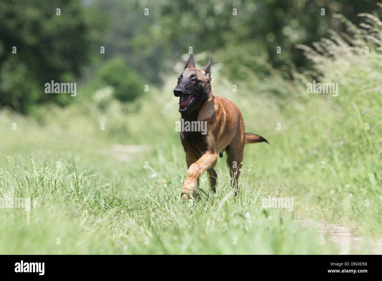 Dog Belgian Shepherd Malinois Puppy Running In A Meadow Stock Photo Alamy