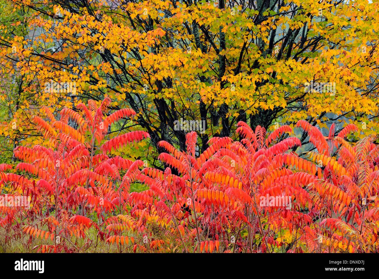Sumacs hires stock photography and images Alamy