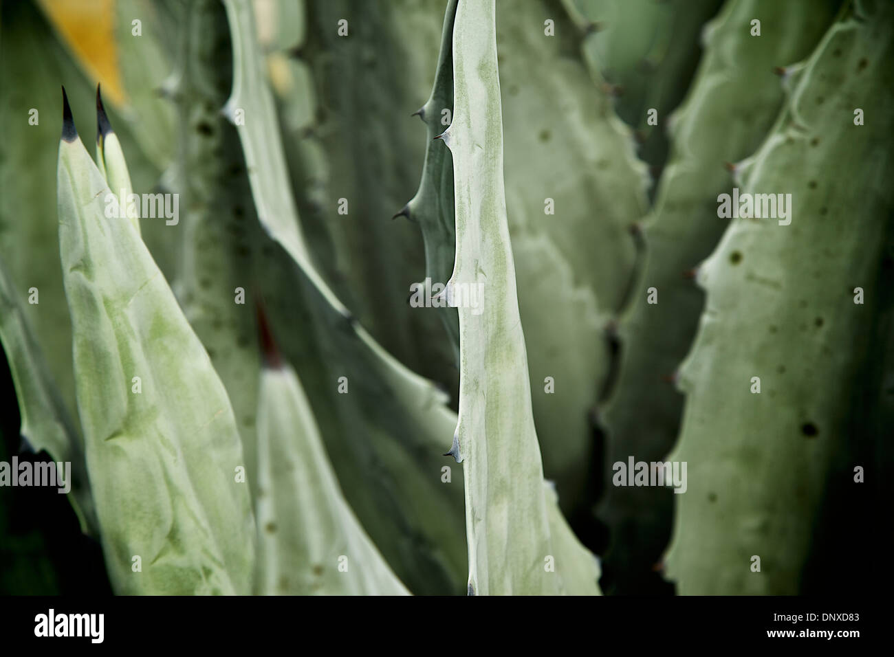 A detailed background texture of organic plant matter Stock Photo