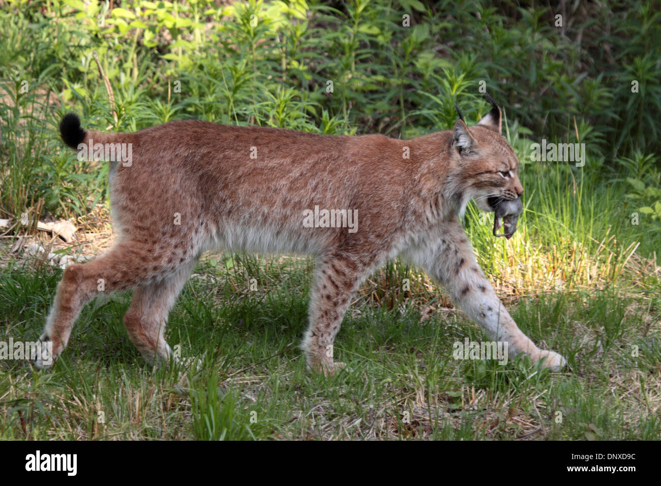 Eurasian lynx with rodent Stock Photo