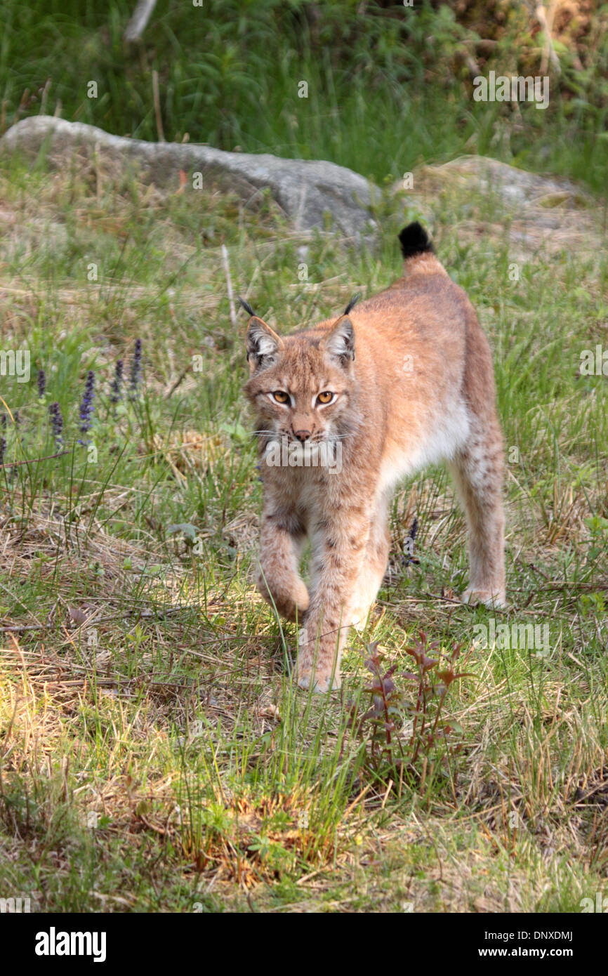 Eurasian lynx Stock Photo