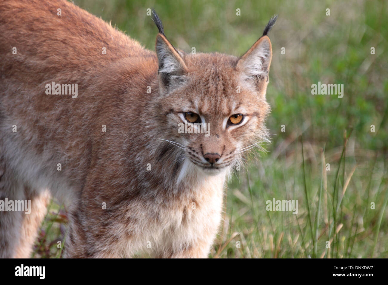 Eurasian lynx close up Stock Photo