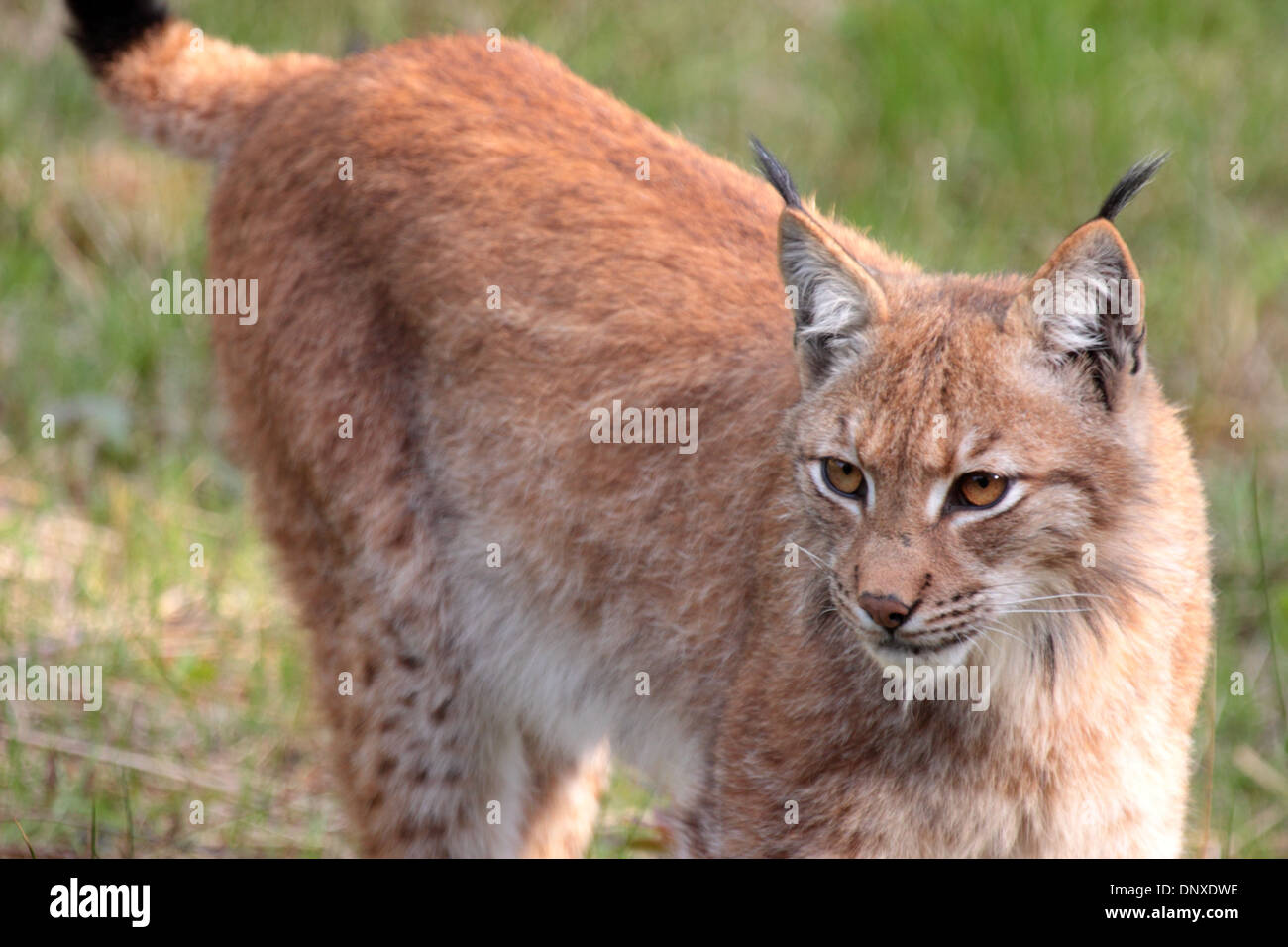 Eurasian lynx close up Stock Photo