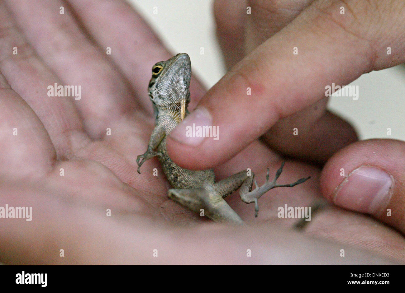 Dec 07, 2005; West Palm Beach, FL, USA; "I put my hand around them and cup them, turn them over on their backs and rub their belly and that makes them really relaxed," explained "lizard whisperer", Lily Capehart, 10, who catches, tames, and dresses up lizards found in her yard.  Her family has started taking photos of Lily's dresses lizards for a greeting card line.  Mandatory Cred Stock Photo
