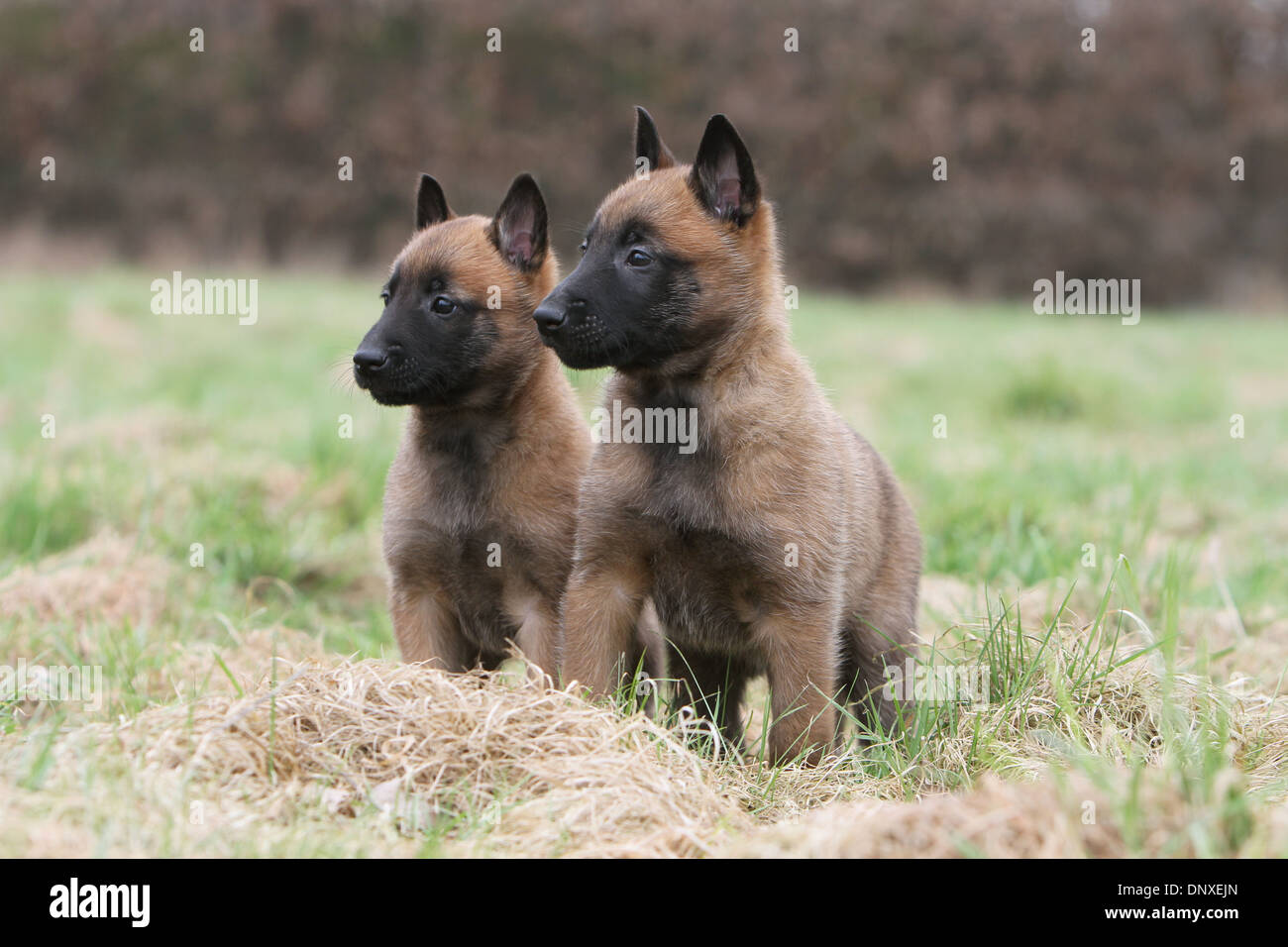 pastor belga malinois puppies