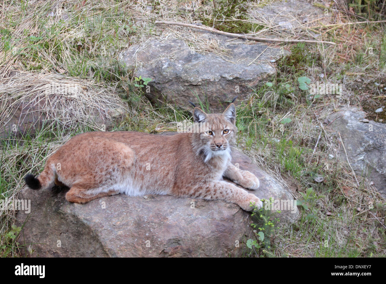 Eurasian lynx Stock Photo
