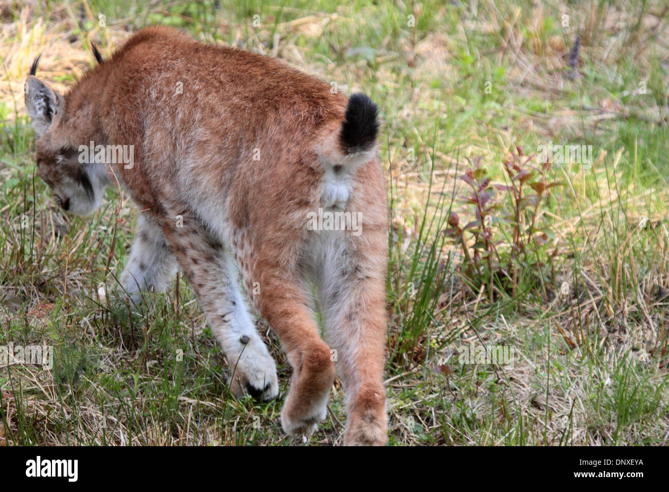 Eurasian lynx male Stock Photo