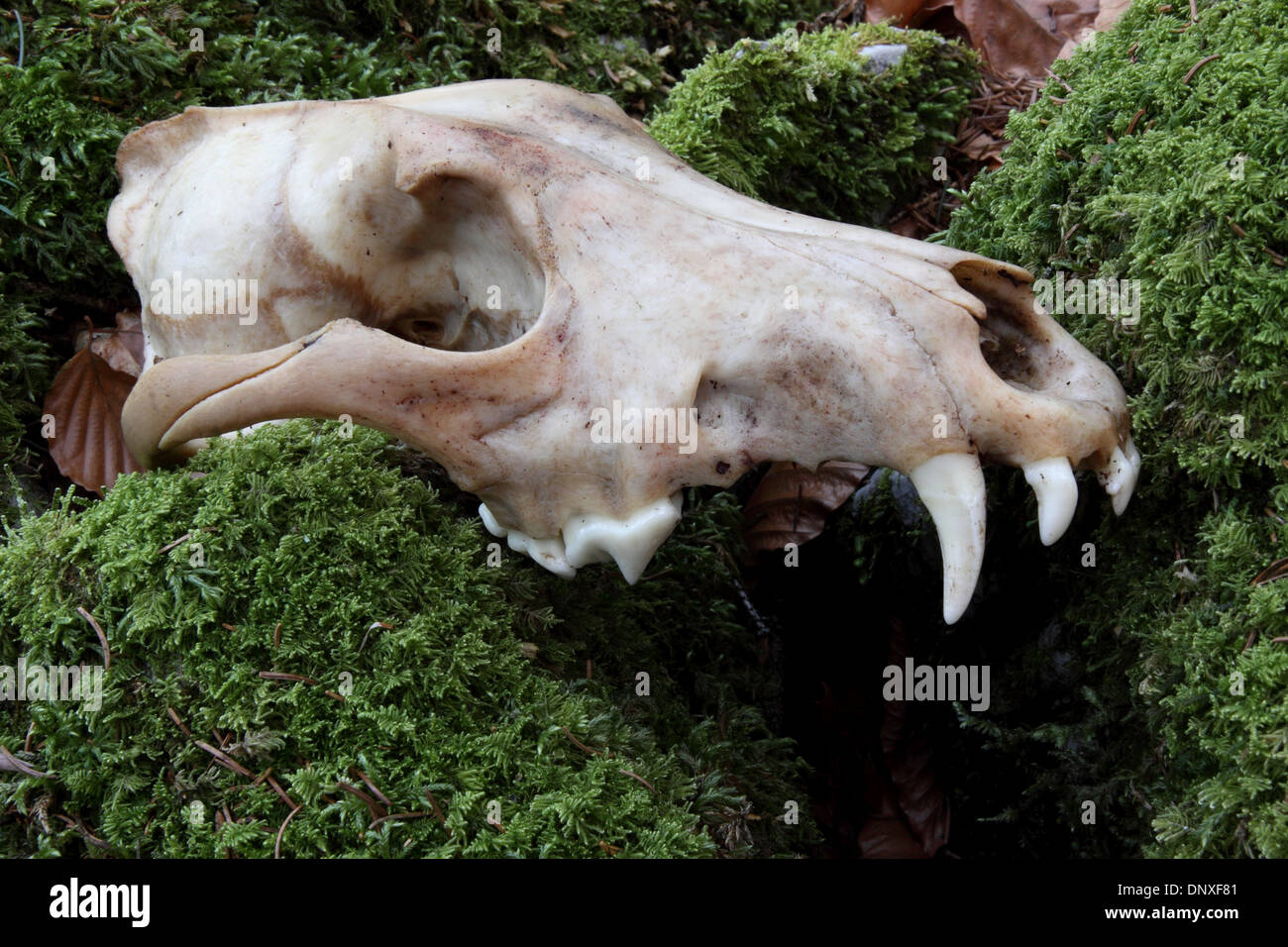 Skull of dead wolf Stock Photo