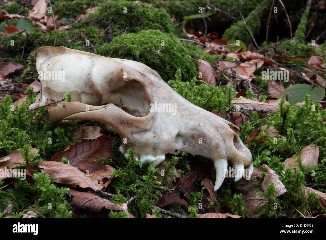 Skull of dead wolf Stock Photo