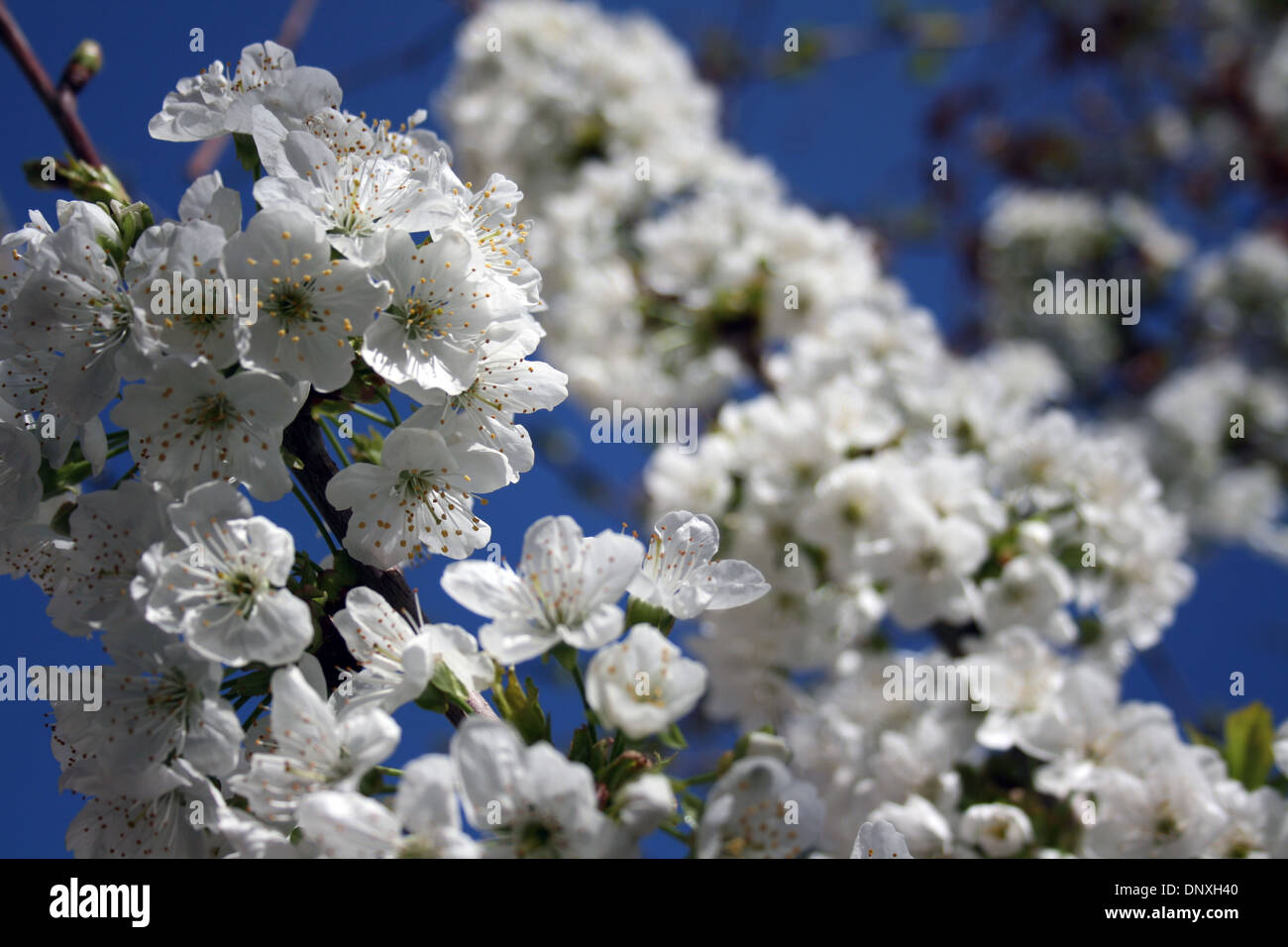 Cherry Blossom at Spring,Happy New Year(Norooz is Beginning of New Year in Iran and for Some other Peoples).Blue Sky & White. Stock Photo