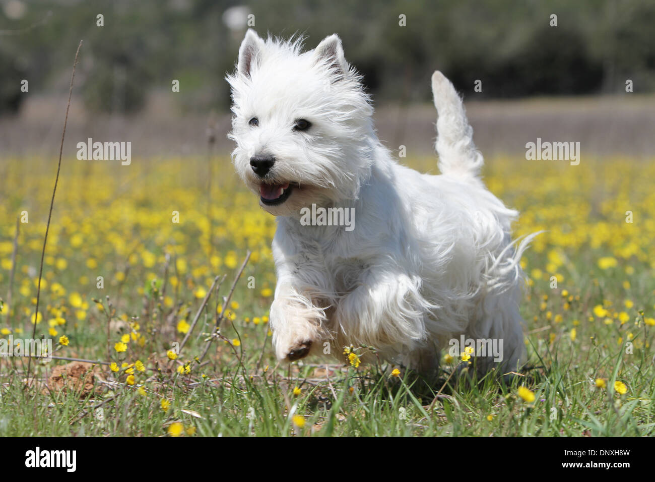 Westie running sale