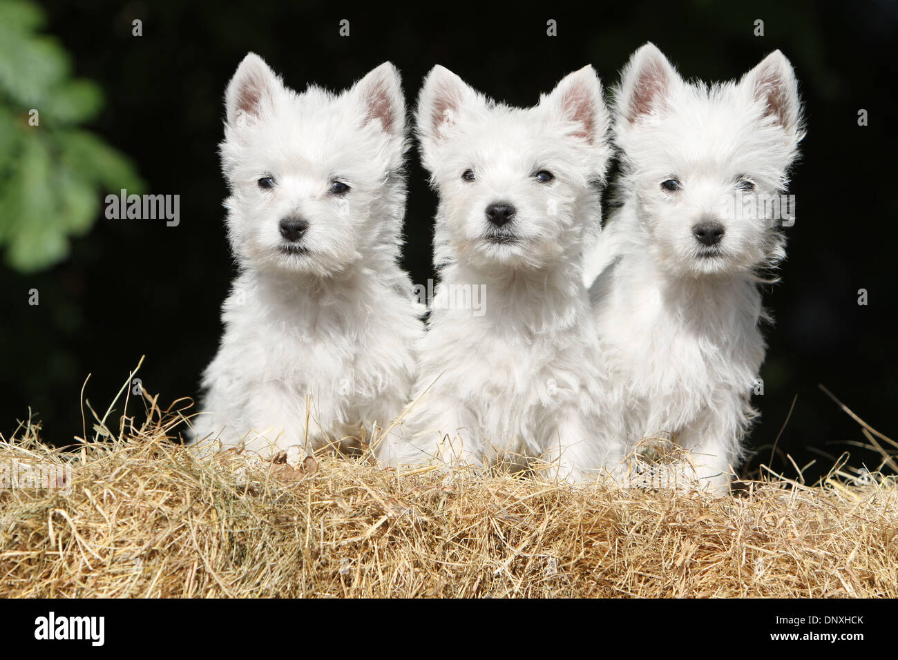 Westie Puppies West Highland Terrier Westie Puppies Dog Rescue