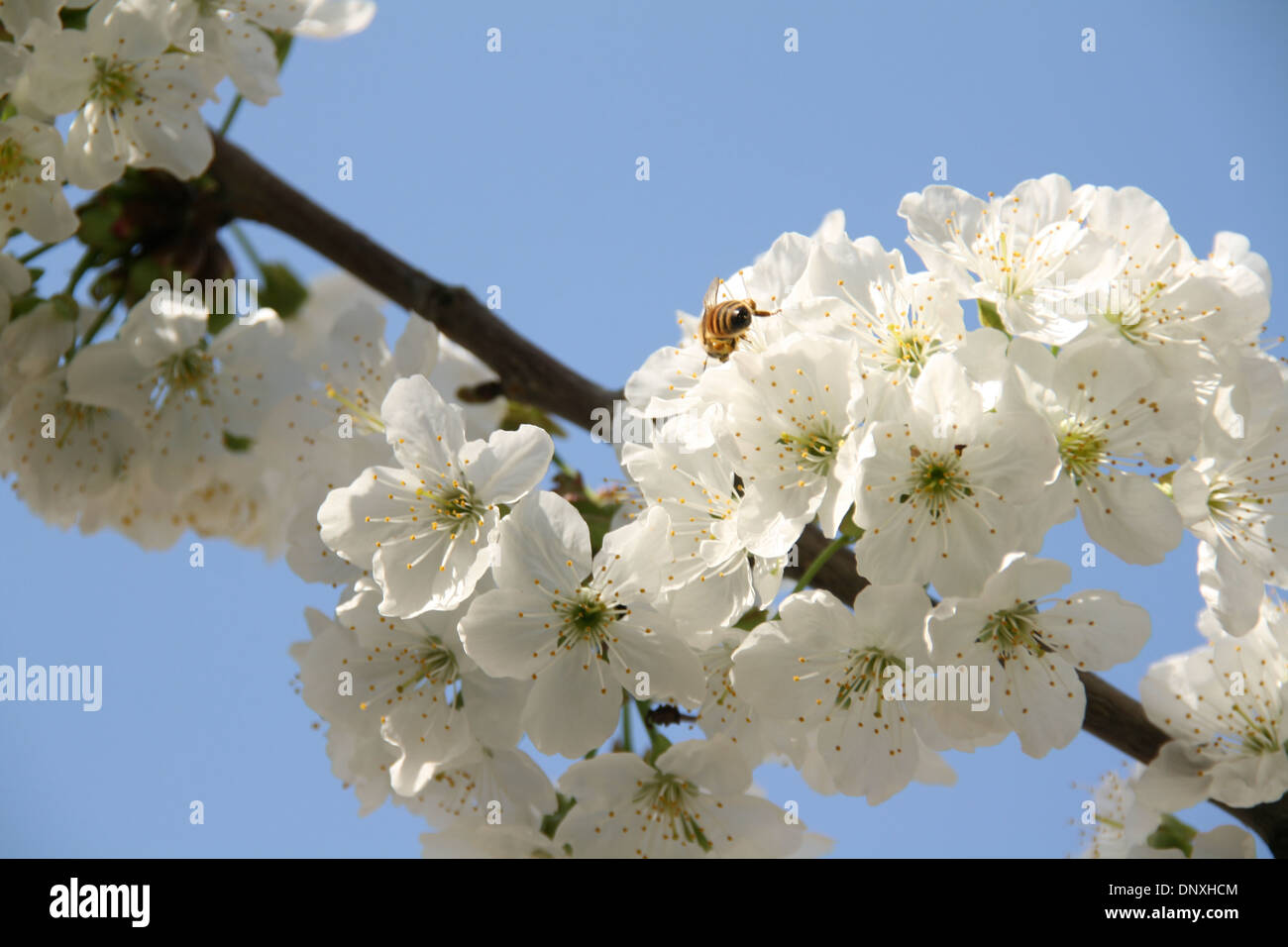 Cherry Blossom at Spring,Happy New Year(Norooz is Beginning of New Year in Iran and for Some other Peoples).Blue Sky & White.Bee Stock Photo