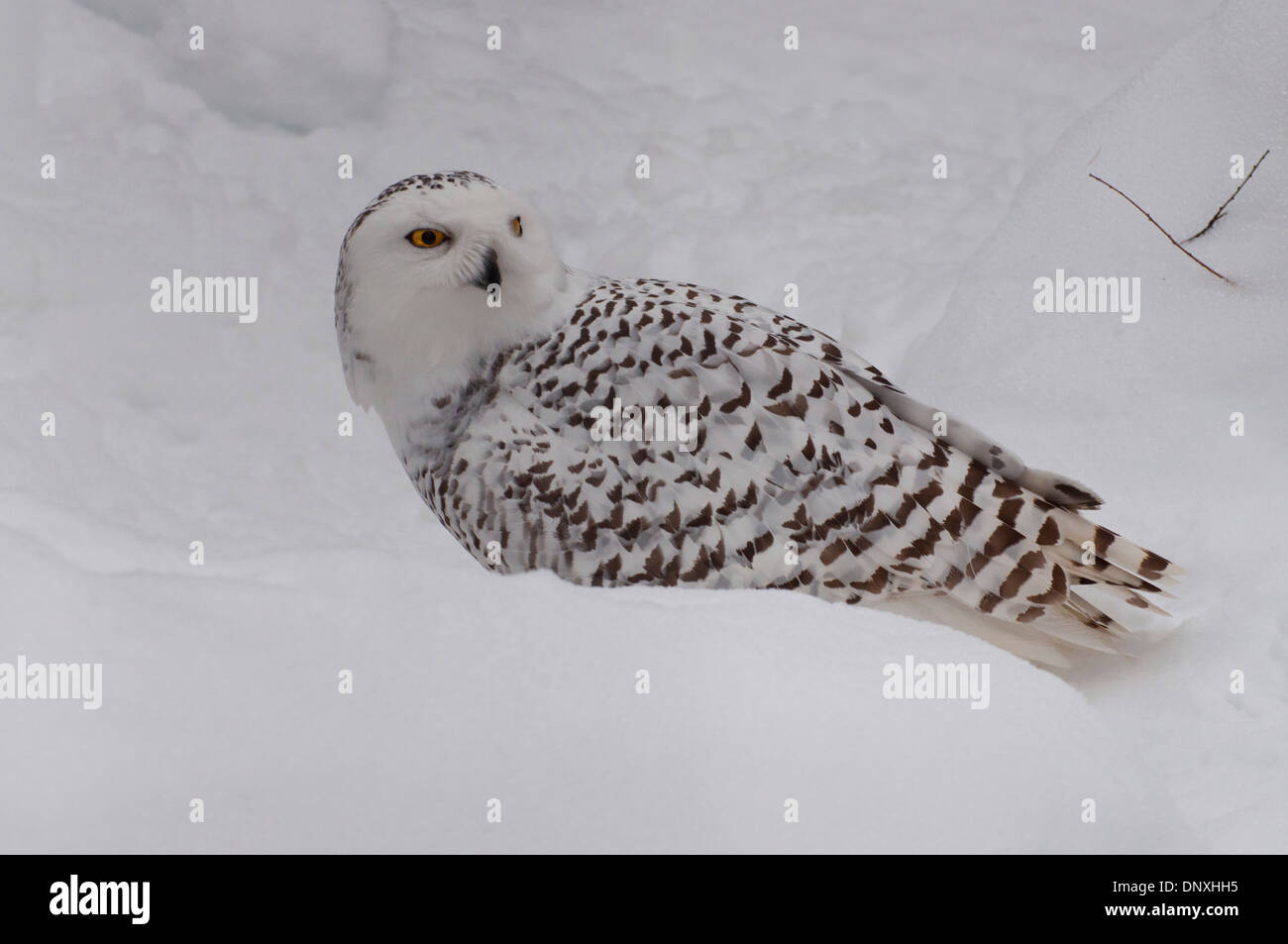 A female Snowy Owl in the snow. Stock Photo