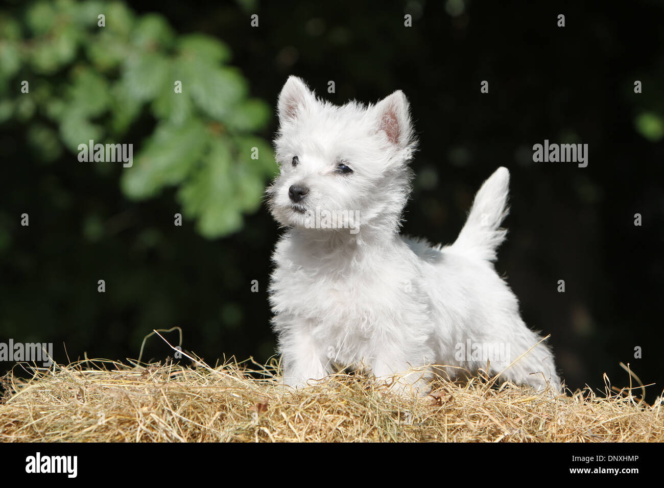 West highland white terrier welpen hund hi-res stock photography and images  - Alamy