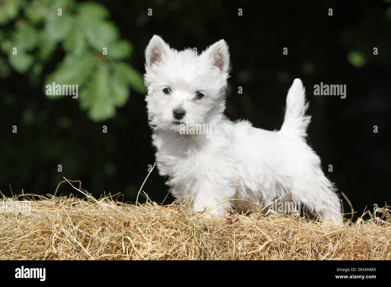 Dog West Highland White Terrier / Westie puppy standing on straw Stock  Photo - Alamy