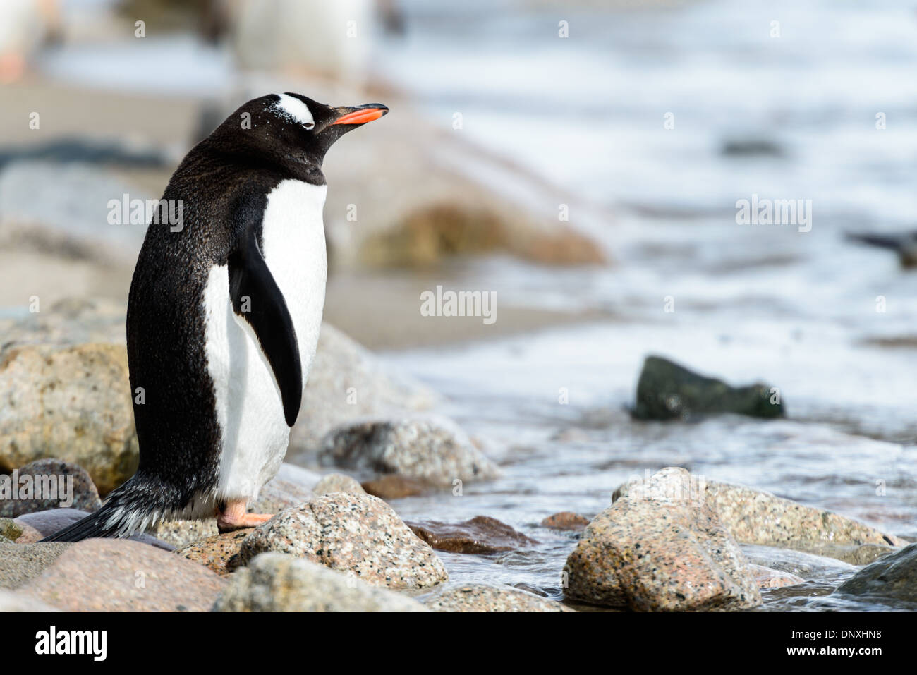 NEKO HARBOUR, Antarctica — Gentoo penguins gather on the rocky shores
