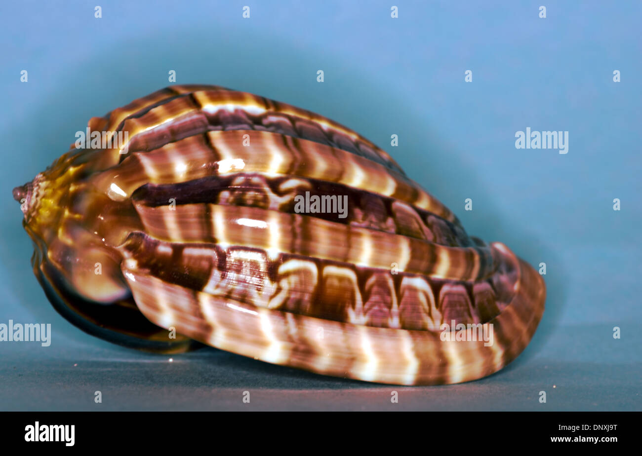 Lateral view of Harp harpa shell, Stock Photo