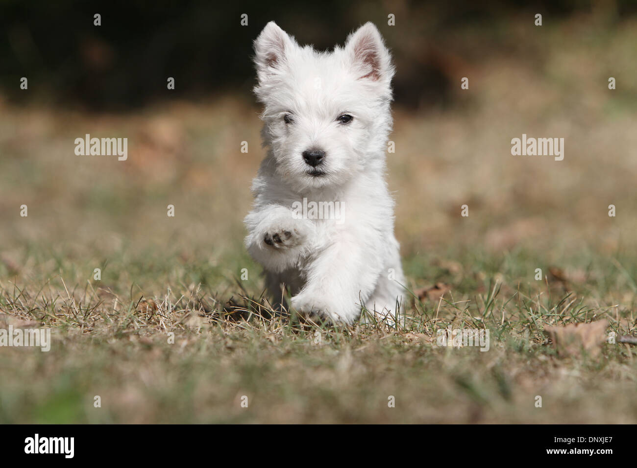 Dog West Highland White Terrier / Westie puppy running in a field Stock  Photo - Alamy