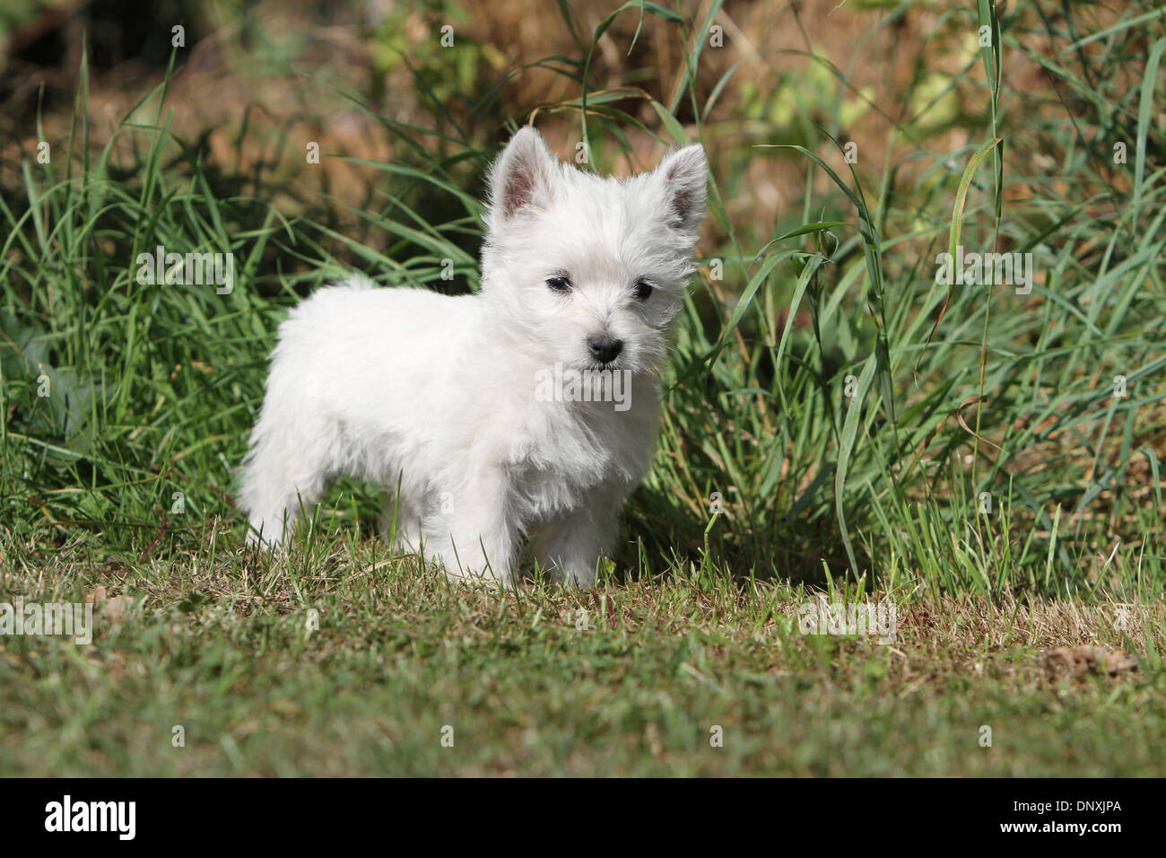 Dog West Highland White Terrier / Westie puppy standing in a meadow Stock  Photo - Alamy