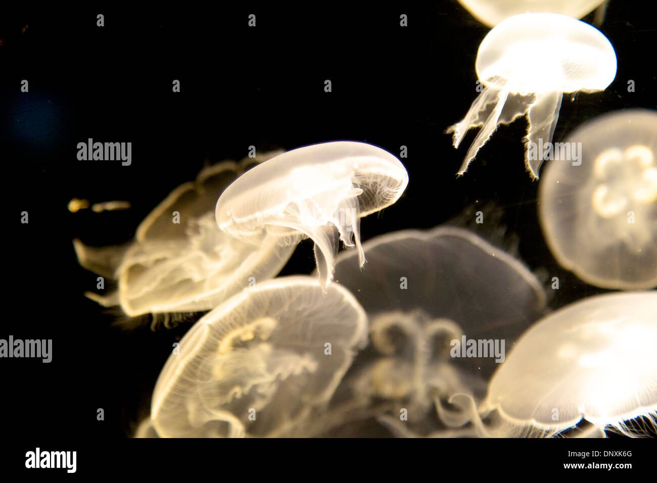 Translucent jellies hires stock photography and images Alamy