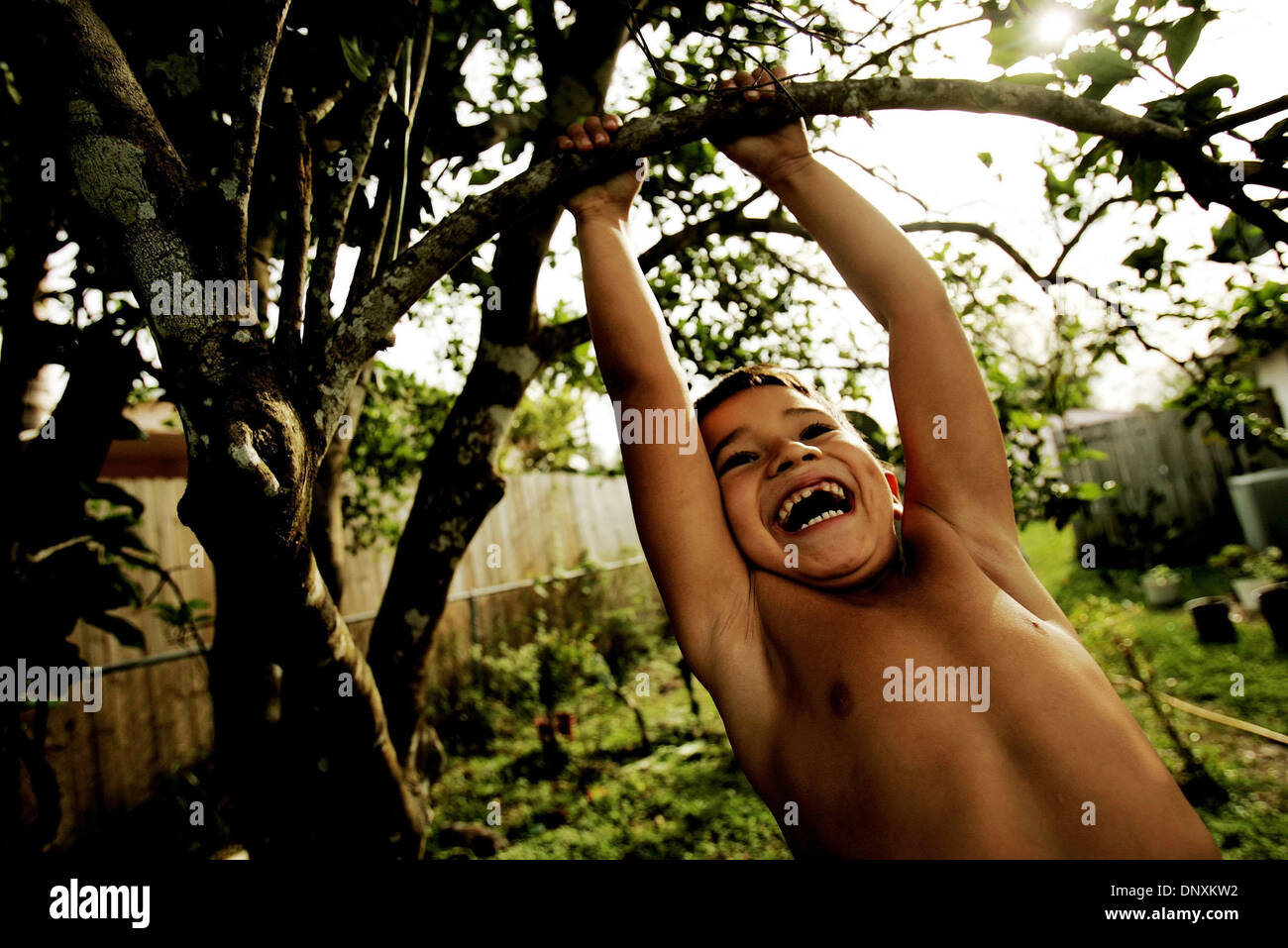 Dec 21, 2005; Indiantown, FL, USA; With a shriek of laughter, Bruno Ramirez, 6, swings from a tree at his house in Indiantown. With school being out for winter break, Bruno played outside with his family (siblings and a cousin) and a neighbor Wednesday afternoon. Though he spent part of the afternoon wrapped up in a blanket and complaining of being cold, once he was climbing trees, Stock Photo