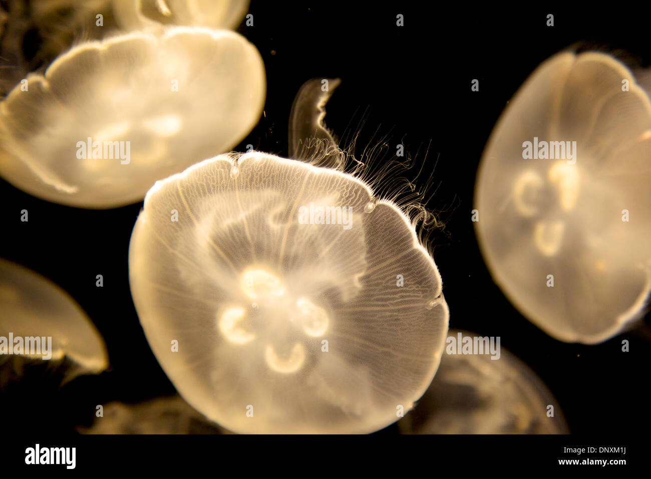 Jellies at long beach aquarium Stock Photo