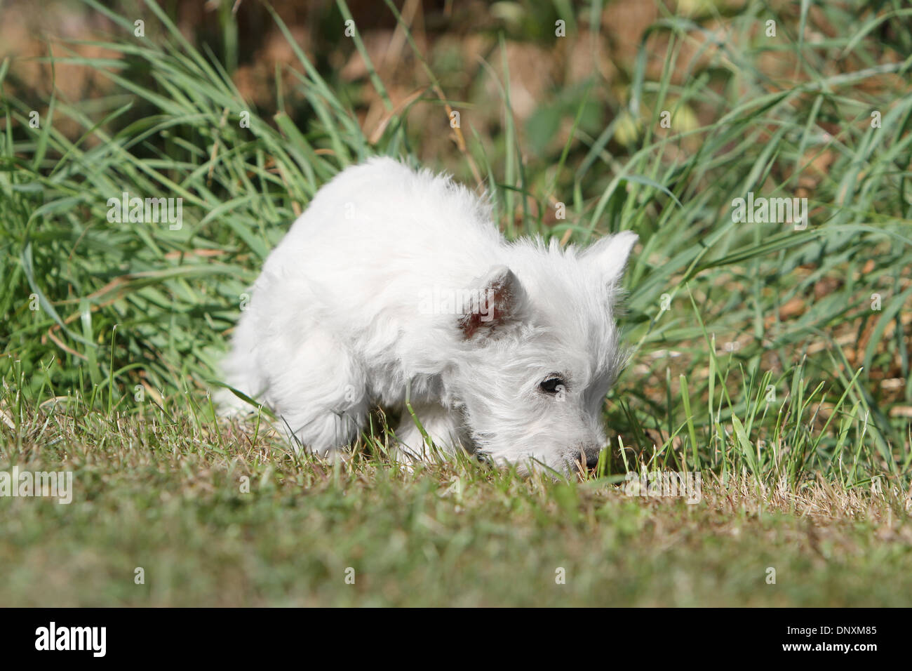 Dog West Highland White Terrier / Westie  Puppy sniffs the ground Stock Photo