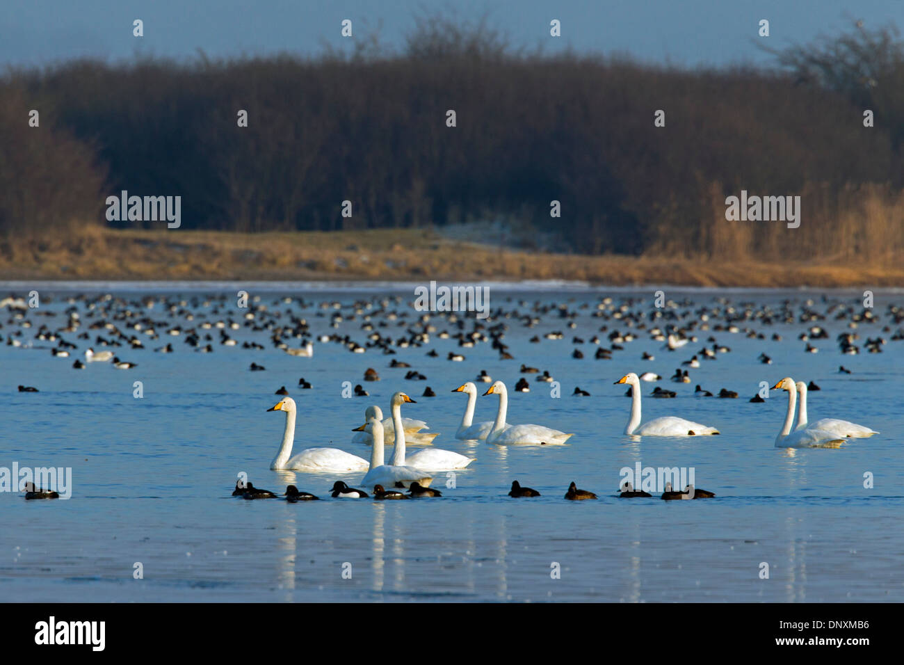 Whooper Swans (Cygnus cygnus) flock swimming among ducks in lake in winter Stock Photo