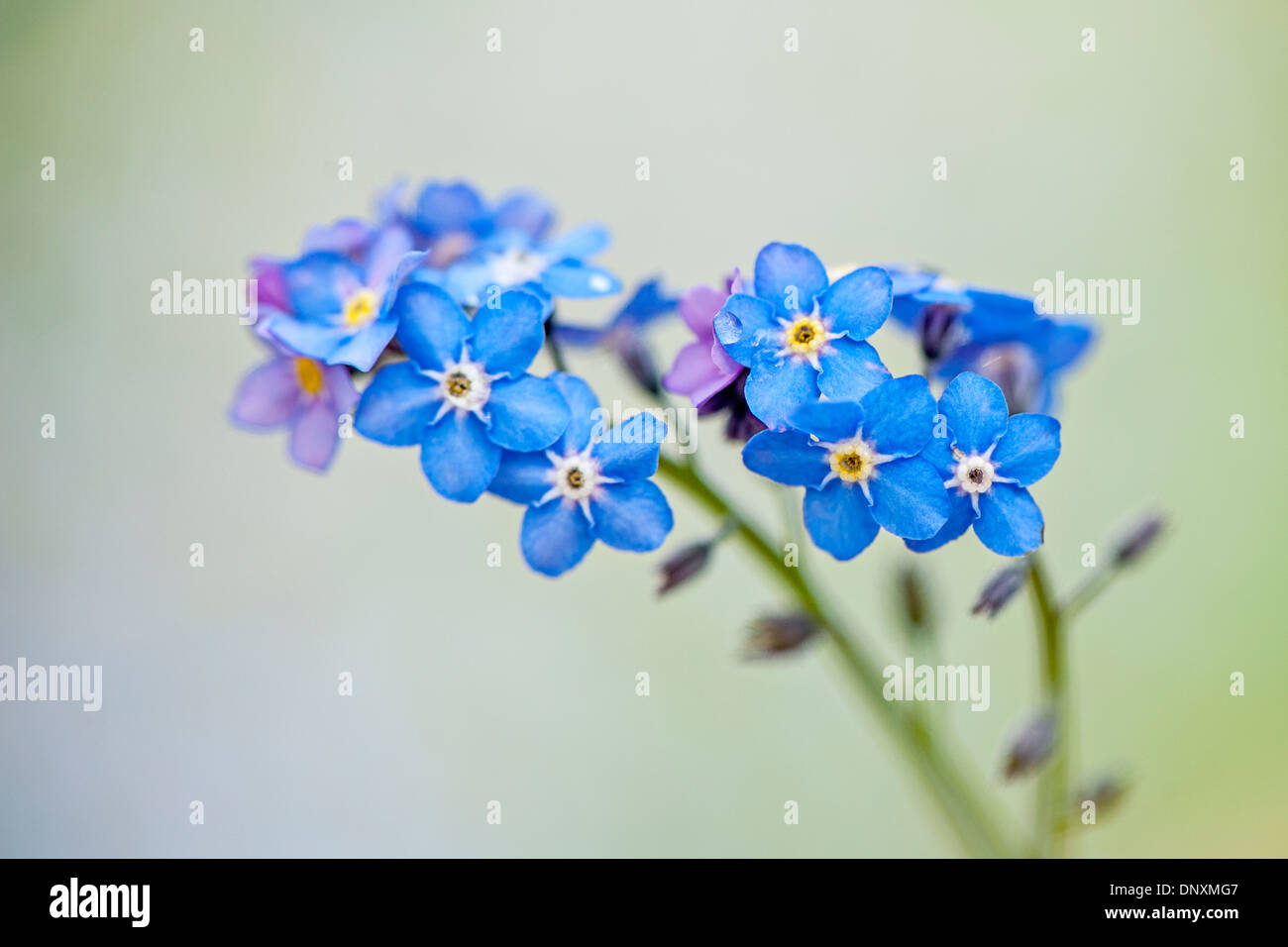 Close-up image of the delicate blue Forget me not flowers - Myosotis. Stock Photo