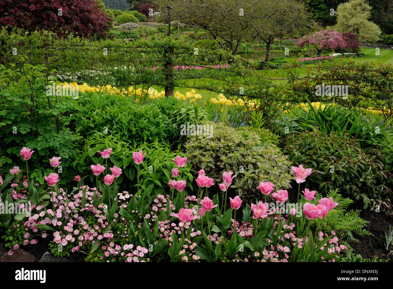 Butchart Gardens- Floral displays in the Sunken Garden, Victoria, BC, Canada Stock Photo