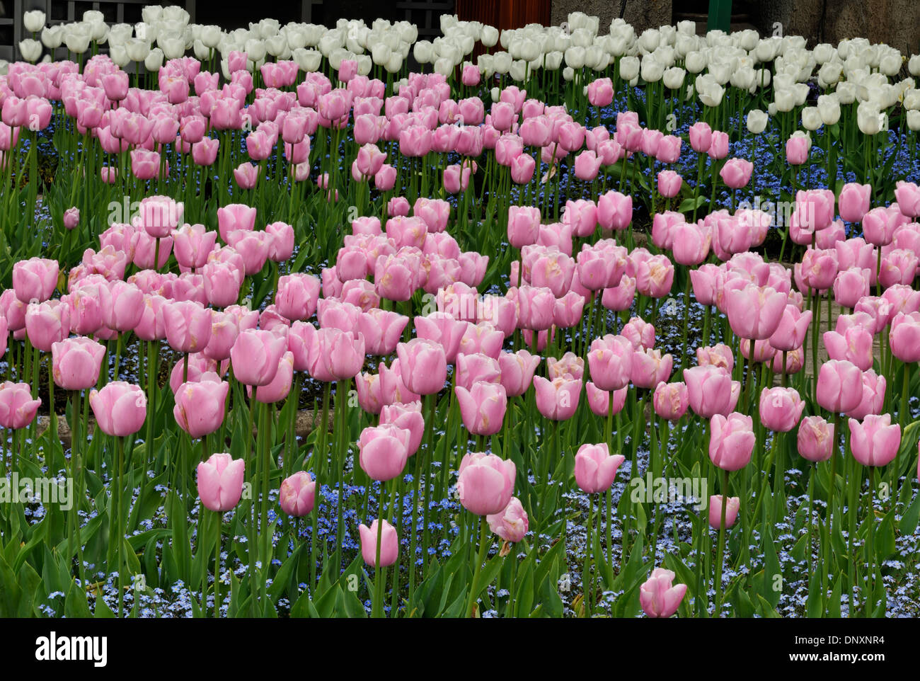 Butchart Gardens in spring- Tulips, Victoria, British Columbia, Canada Stock Photo