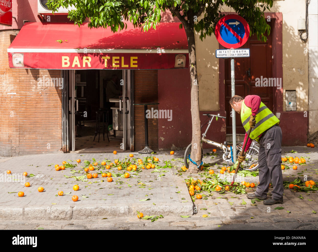 Council worker in Seville, Spain, collecting windfall Oranges from trees in city centre. Stock Photo