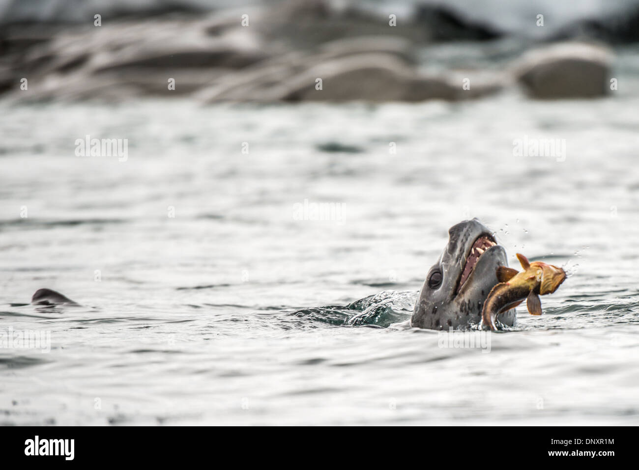 Leopard Seal With Antarctic Cod Curtis Bay Antarctica // A leopard seal ...
