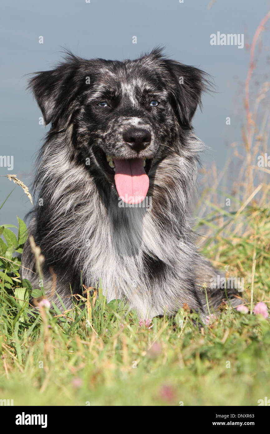 australian shepherd black and grey