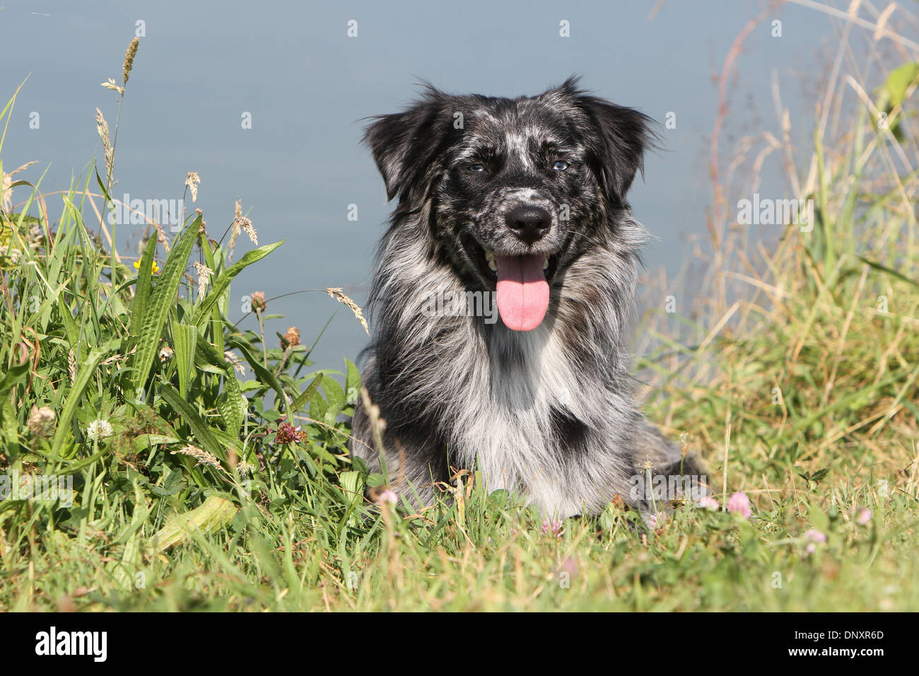 Dog Australian shepherd / Aussie  adult (black merle) lying in a meadow Stock Photo